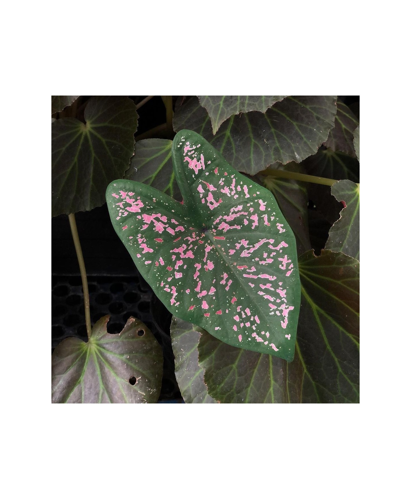 Comprar muda de caladium Bruna