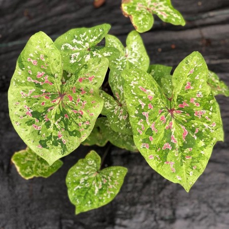 Comprar muda de caladium Eliane