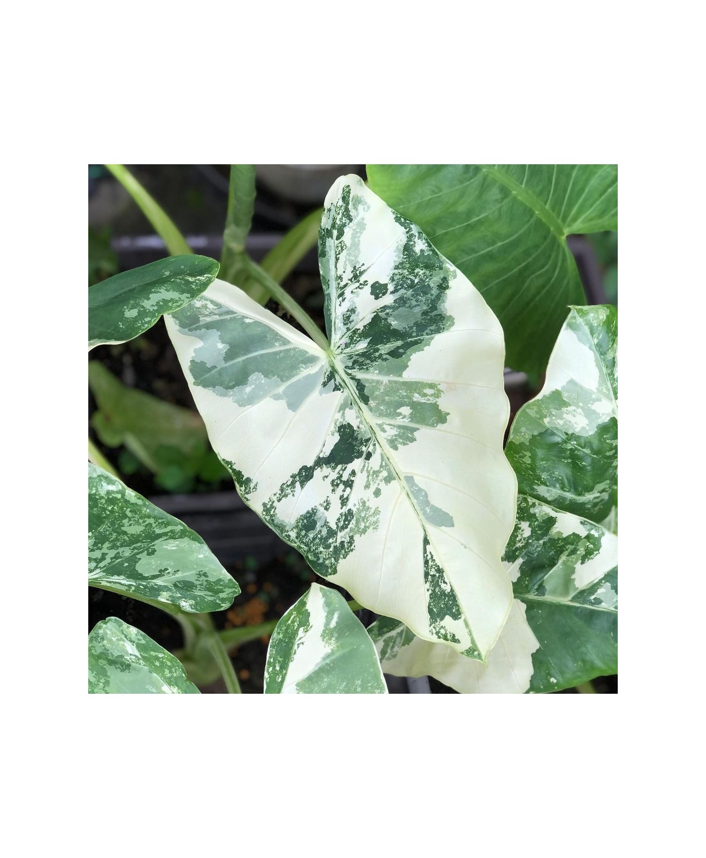 Comprar muda de caladium Milena