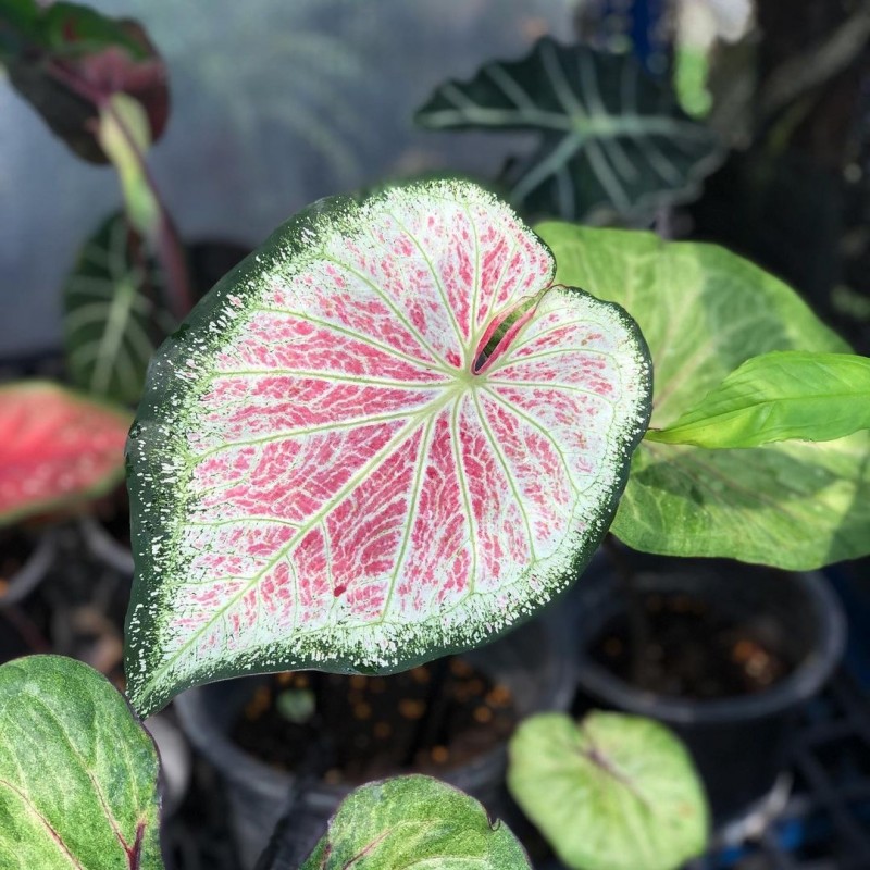 Comprar muda de caladium Estela