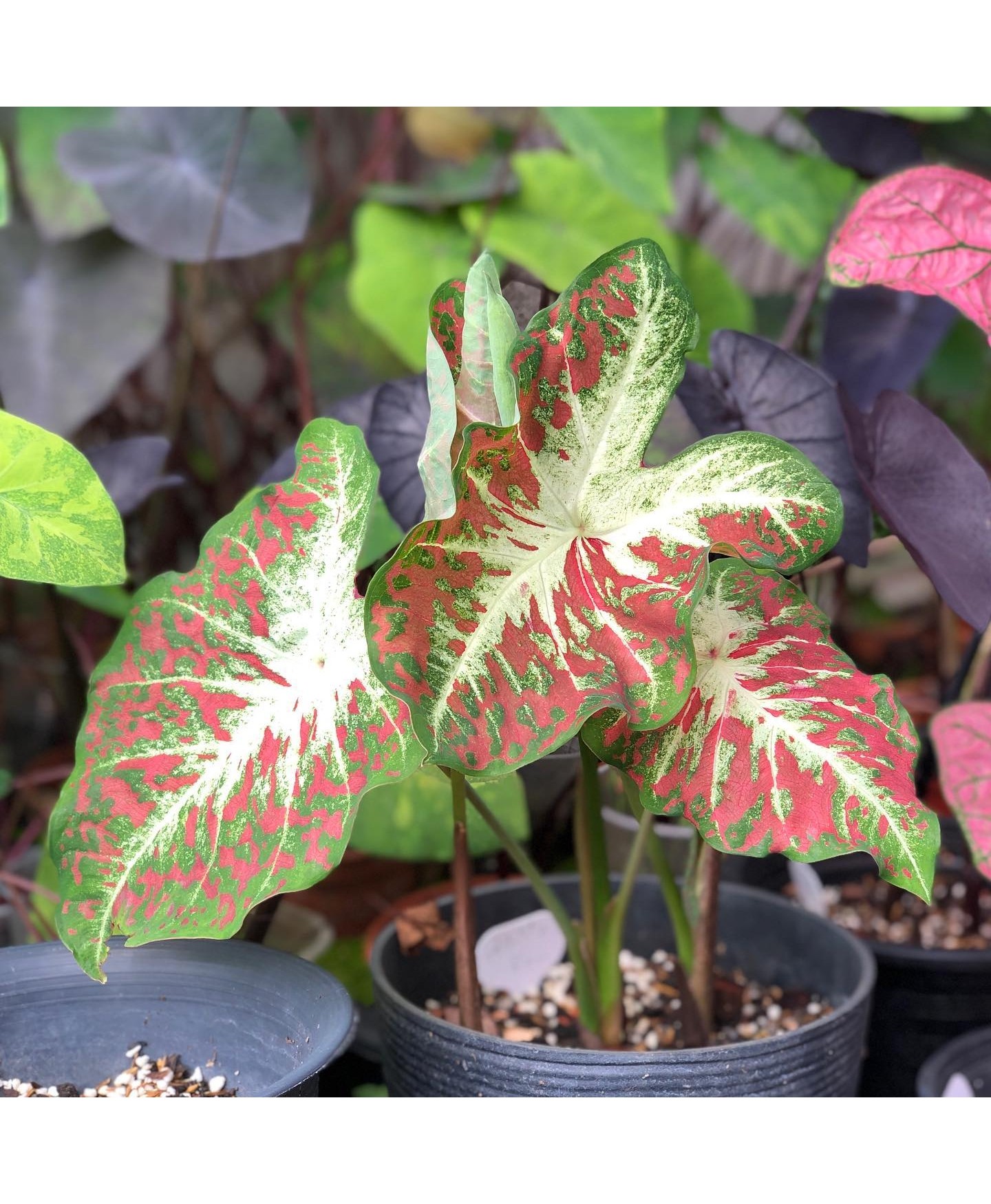 muda de caladium