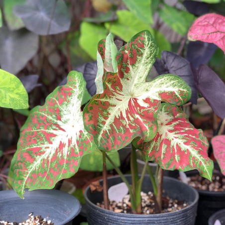 muda de caladium