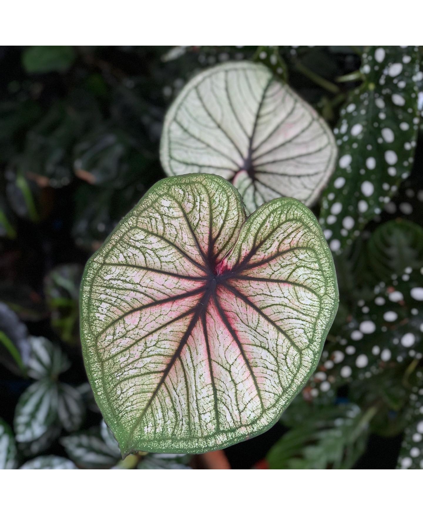 comprar muda de caladium érica