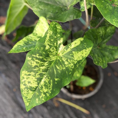 comprar muda de caladium Monique