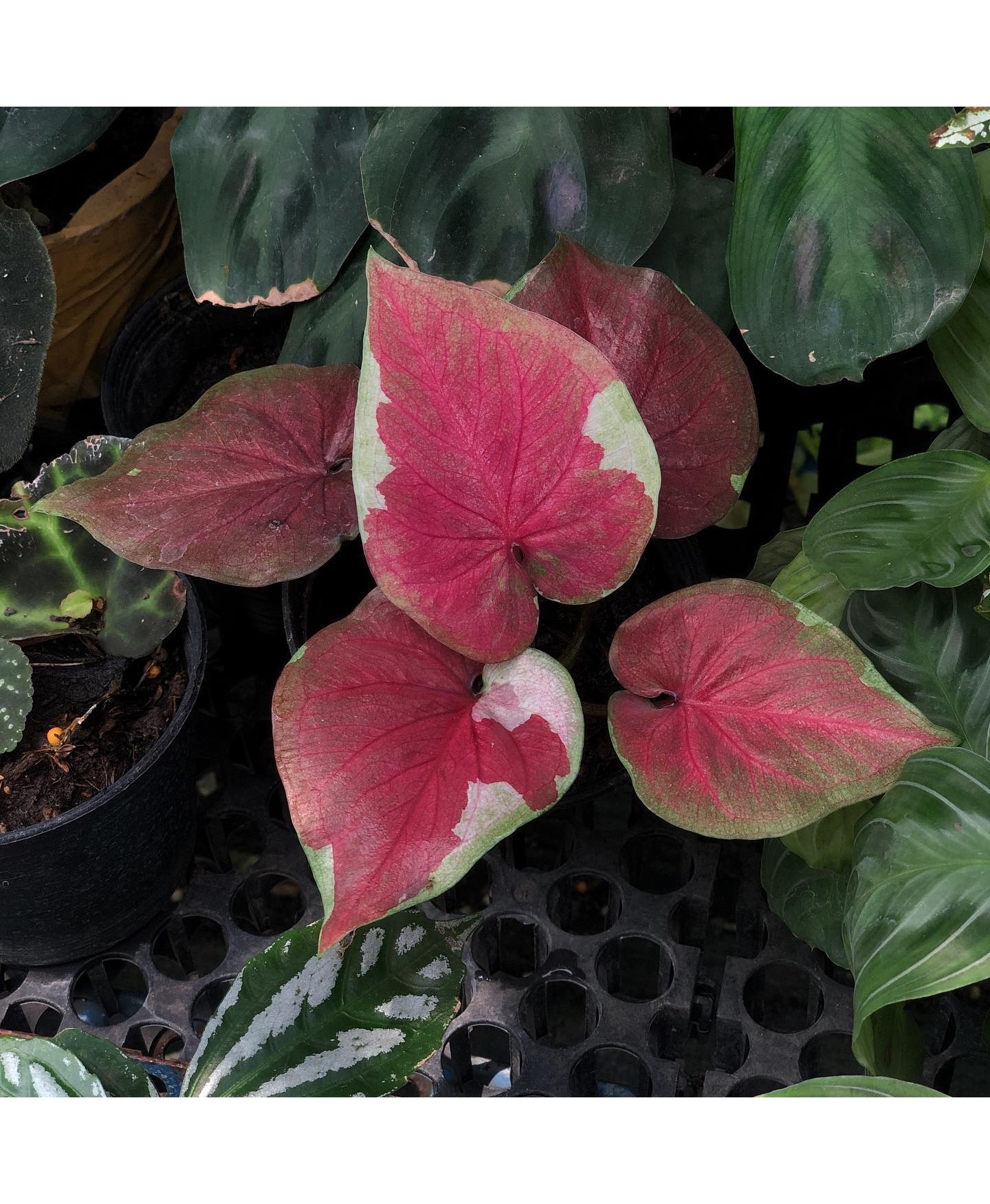 comprar muda de caladium Maísa