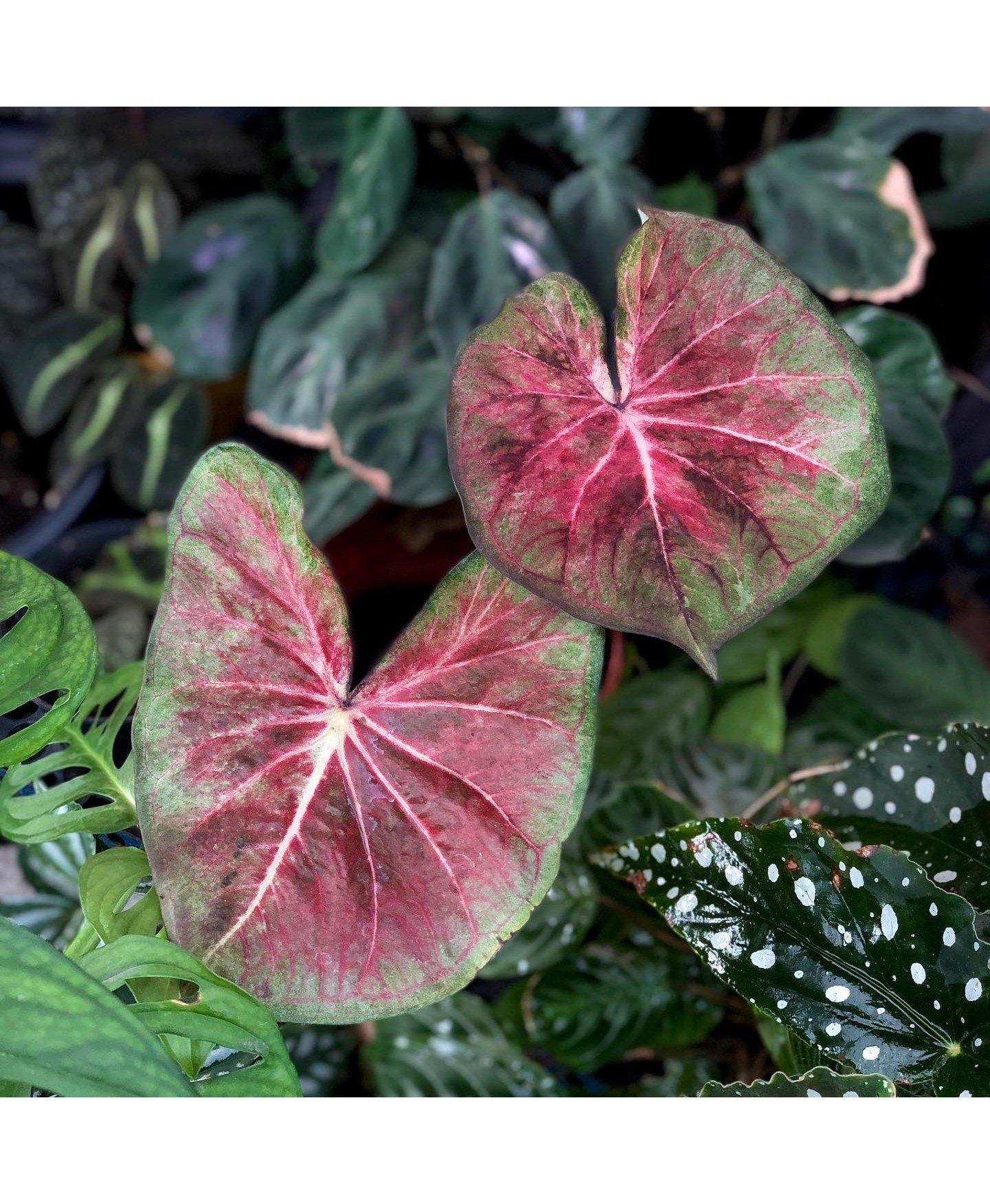 comprar muda de caladium Ivone