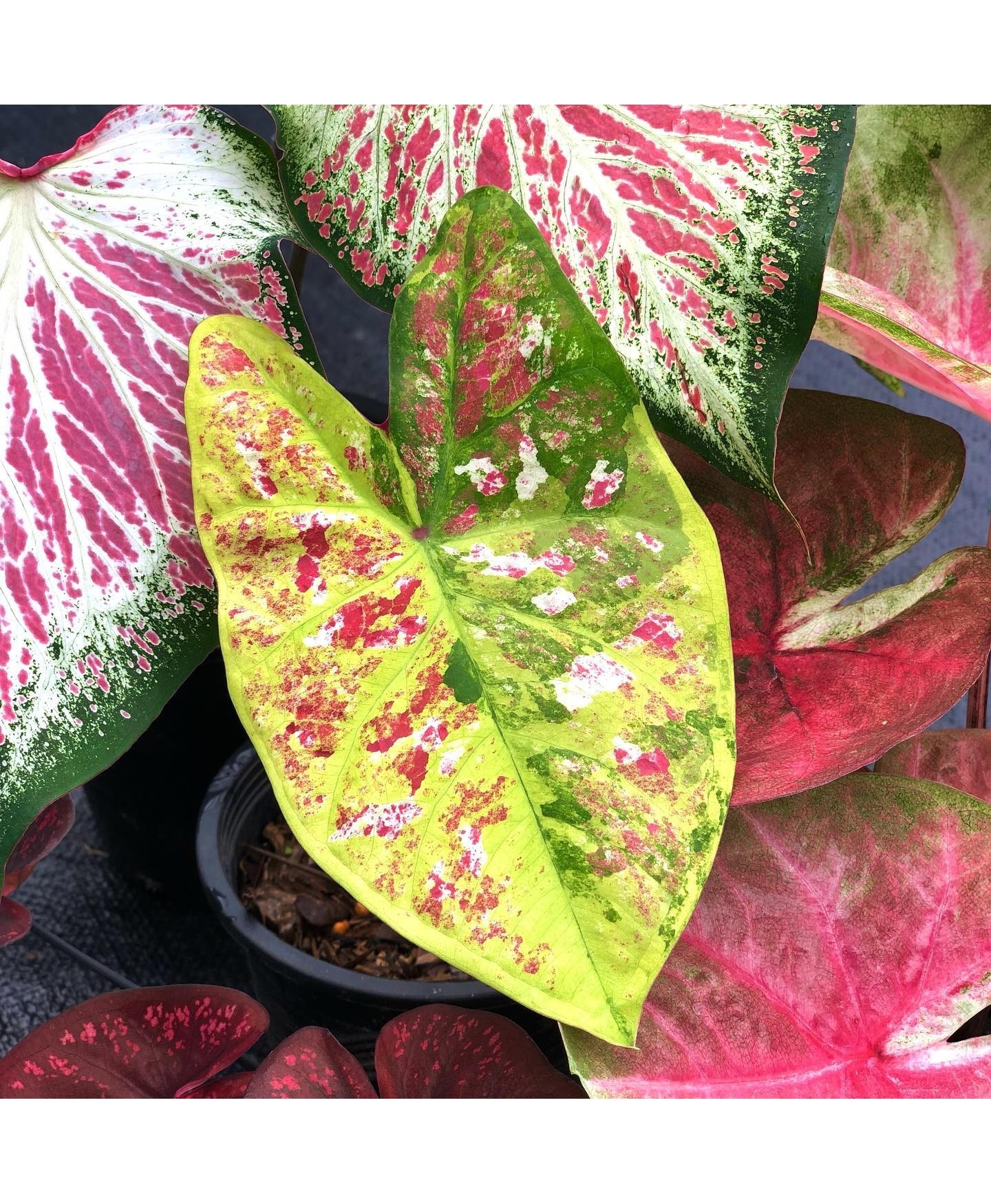 comprar muda de caladium Vânia
