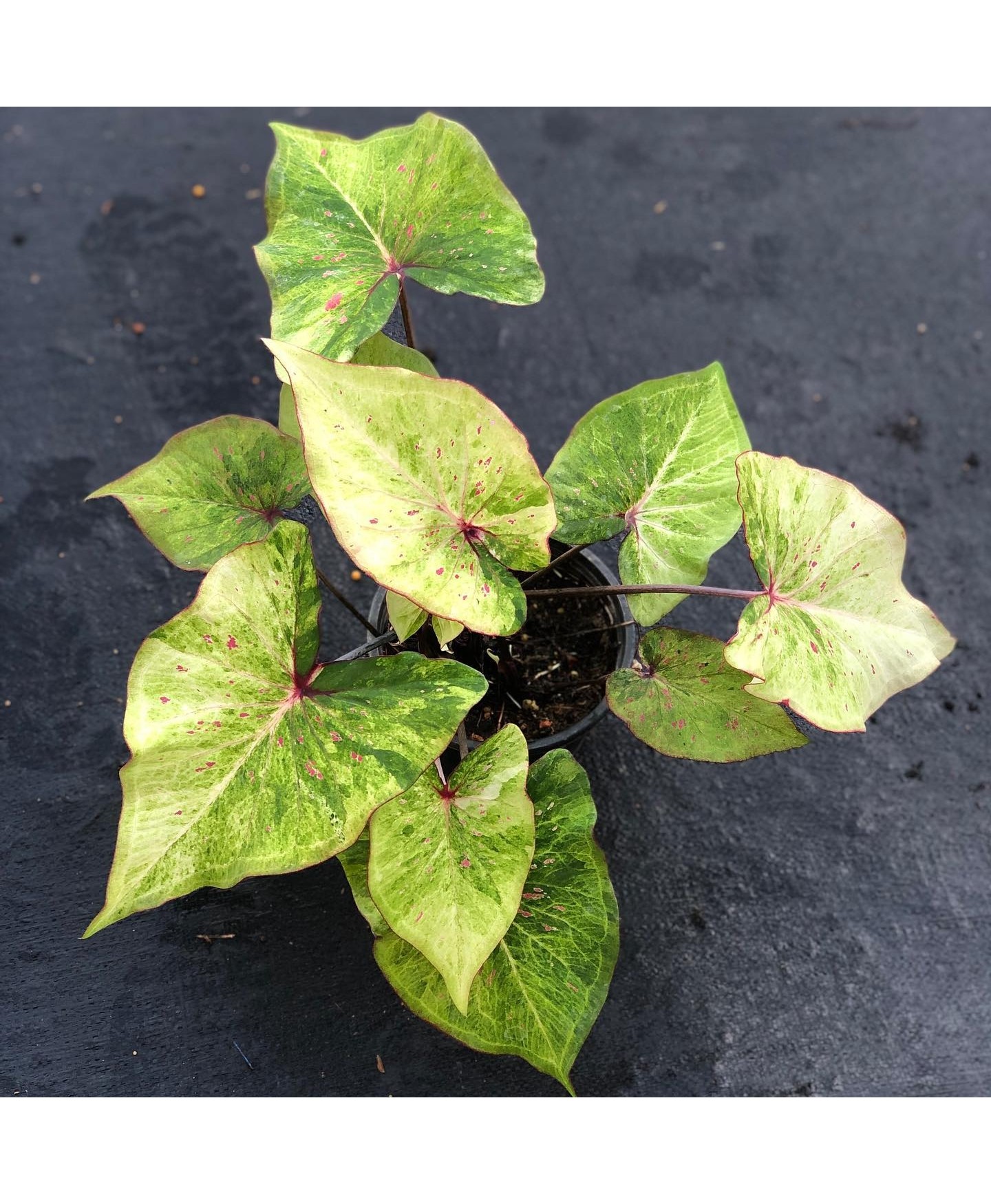 comprar muda de caladium Maria Helena