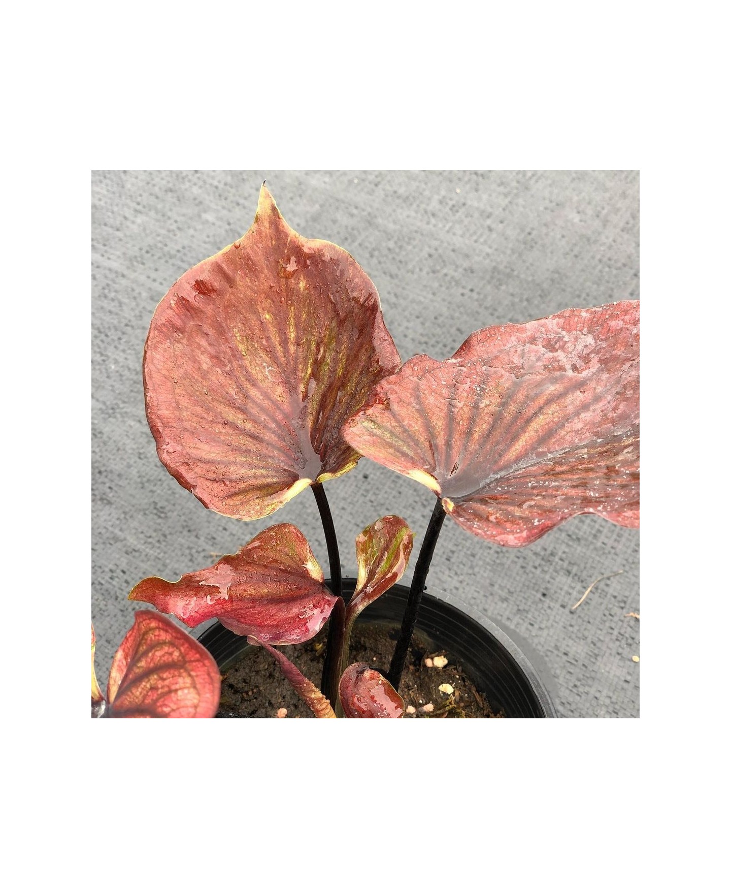 comprar muda de caladium Bianca Carolina