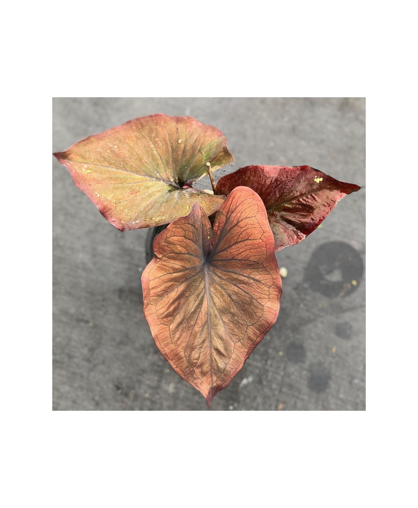 comprar muda de caladium Sofia Bianca