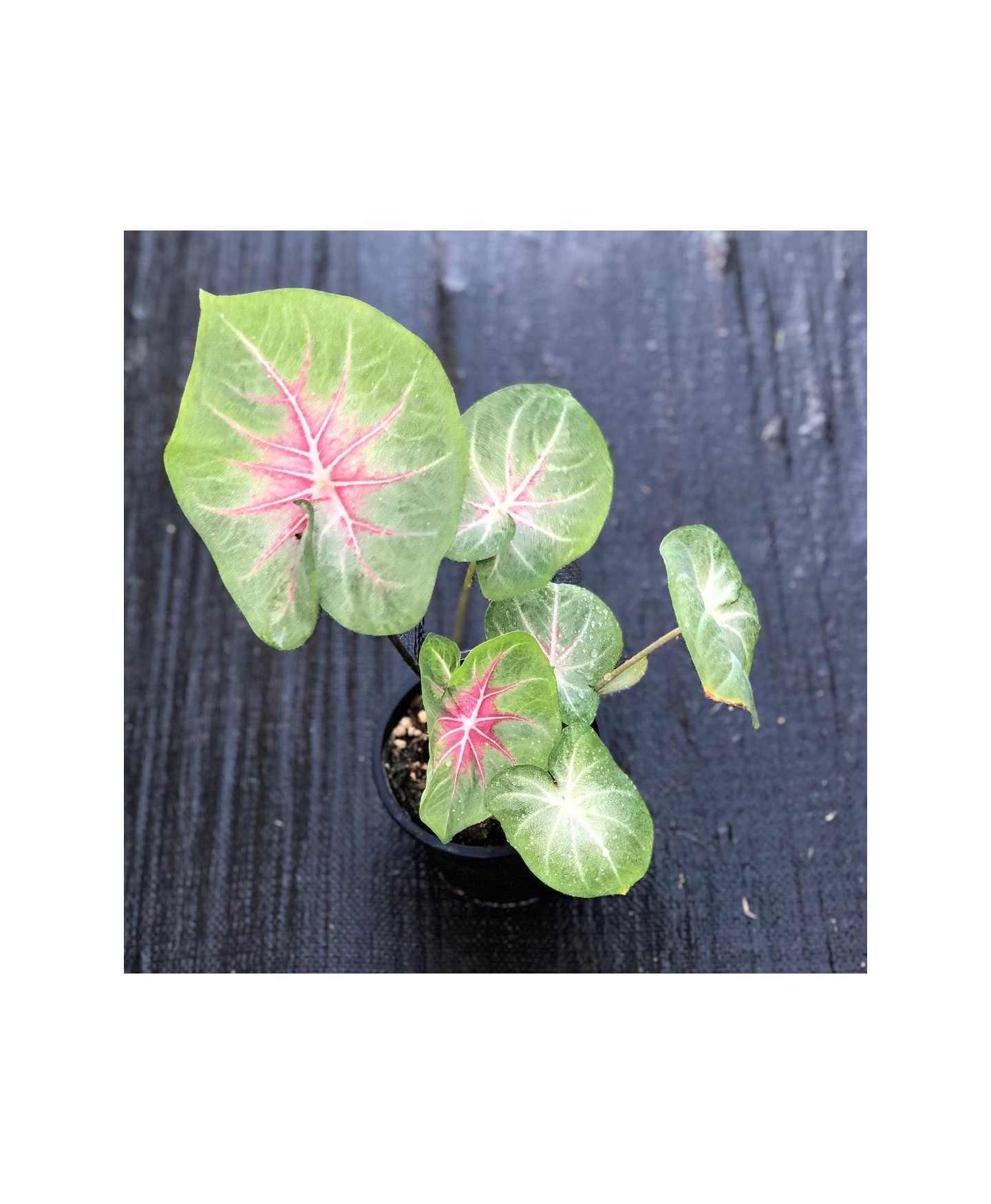 comprar muda de caladium Sônia Beatriz