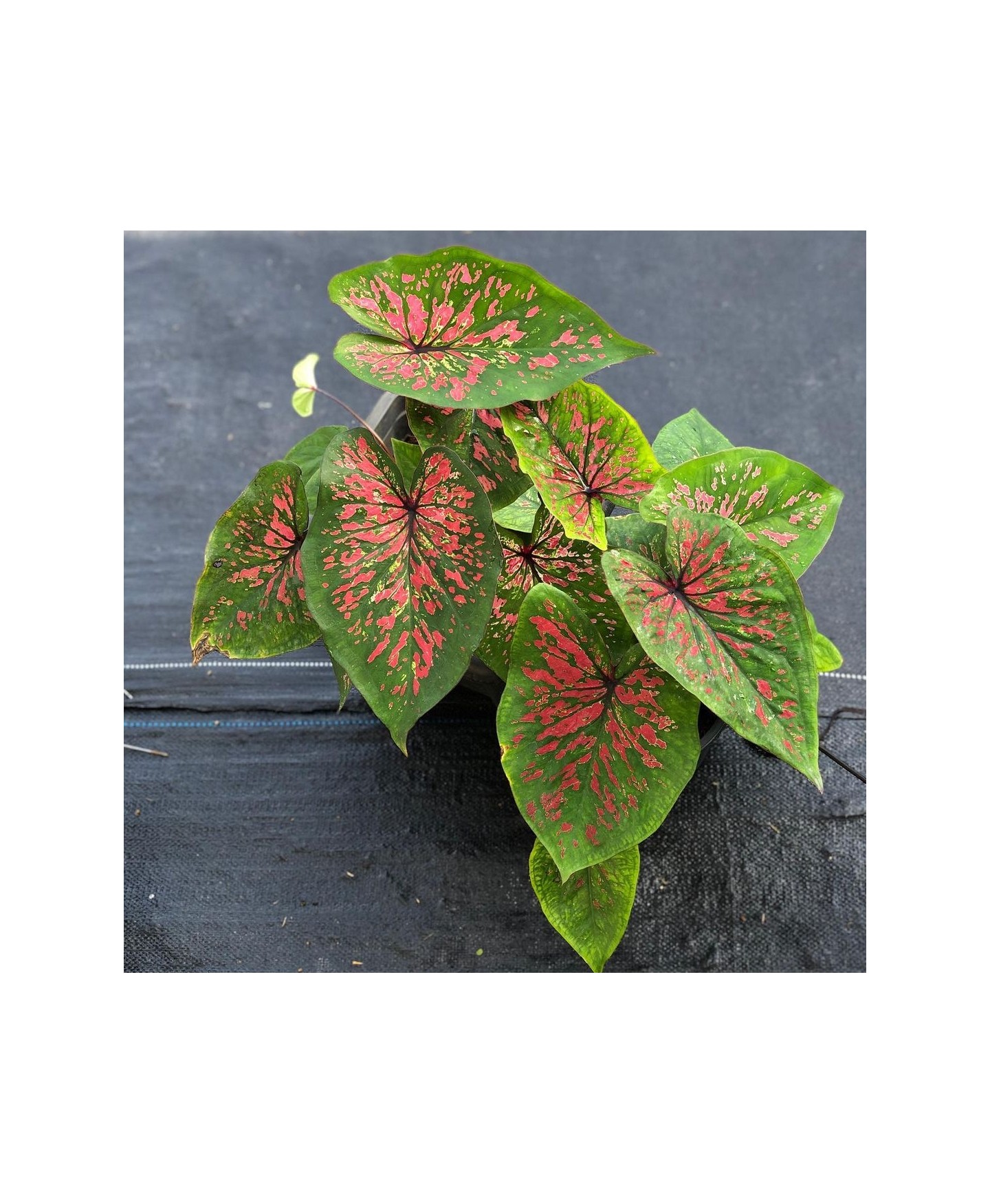 comprar muda de caladium Sônia Lorena