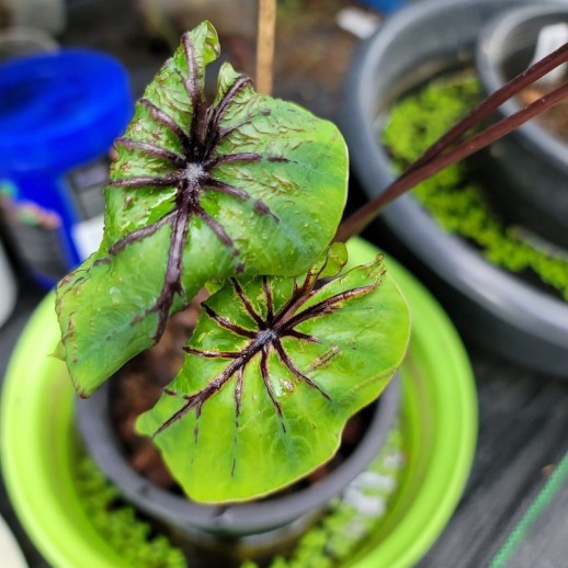 Comprar Colocasia Pharaoh Mask