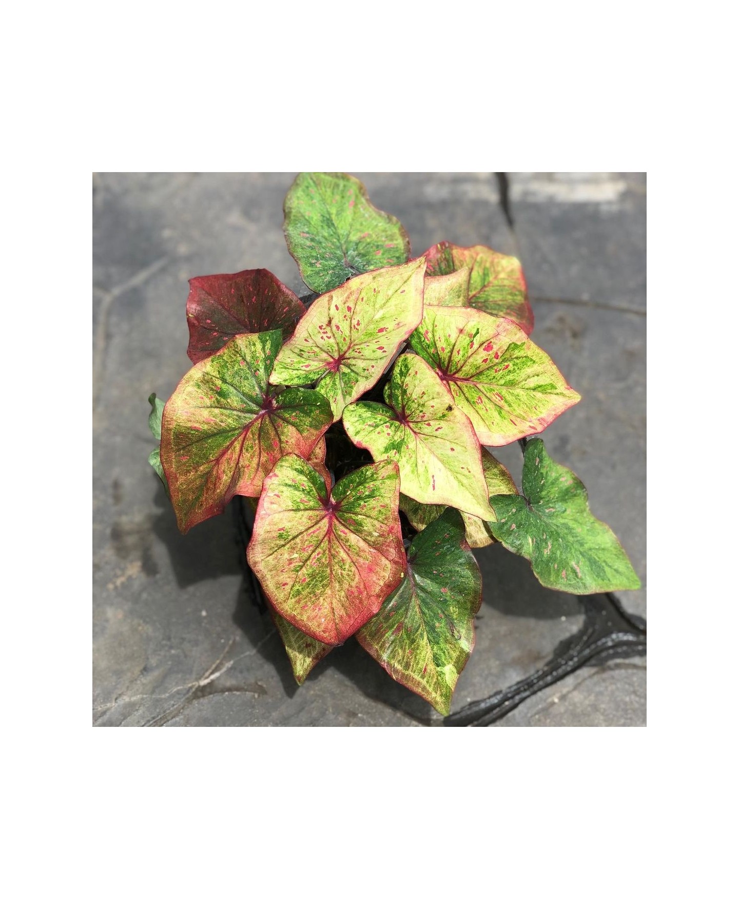 comprar muda de caladium Gabriela Raissa
