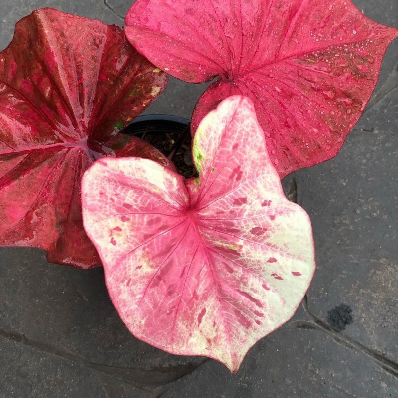 comprar muda de caladium Hellen