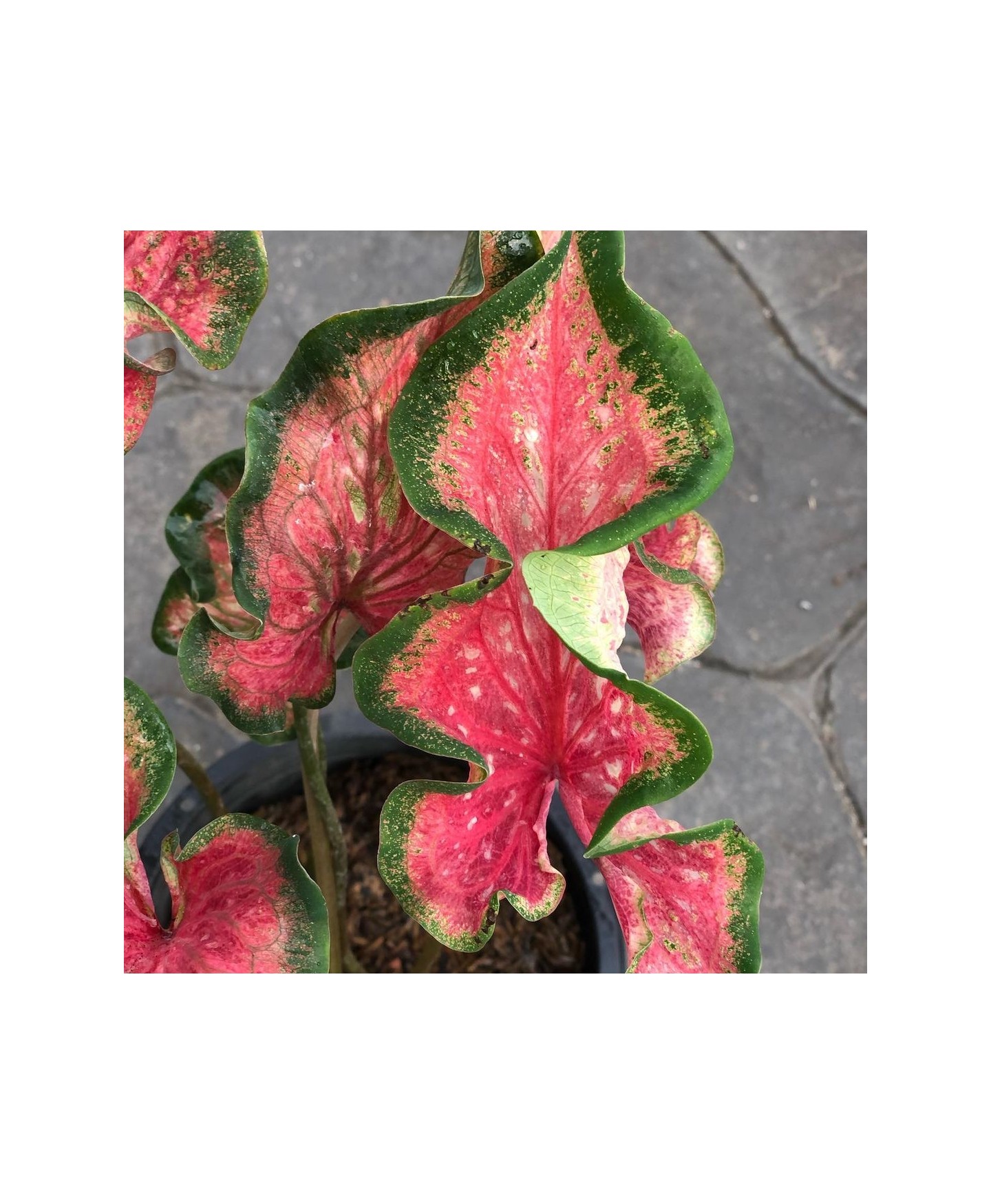 comprar muda de caladium Elísa