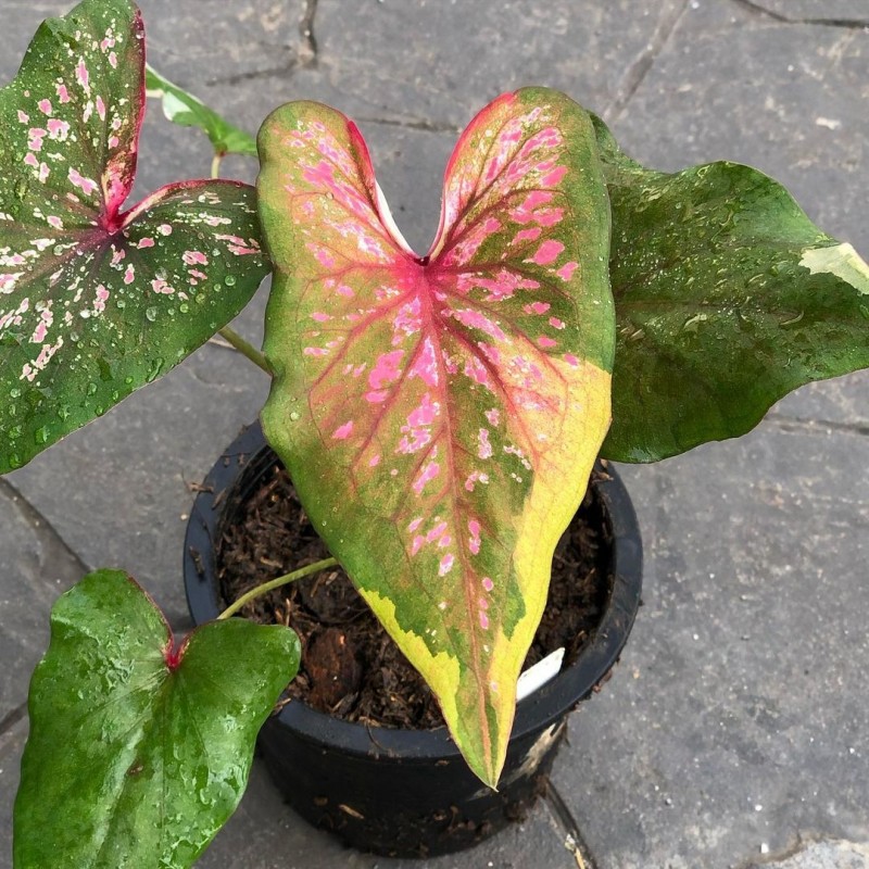 comprar muda de caladium Gizeli