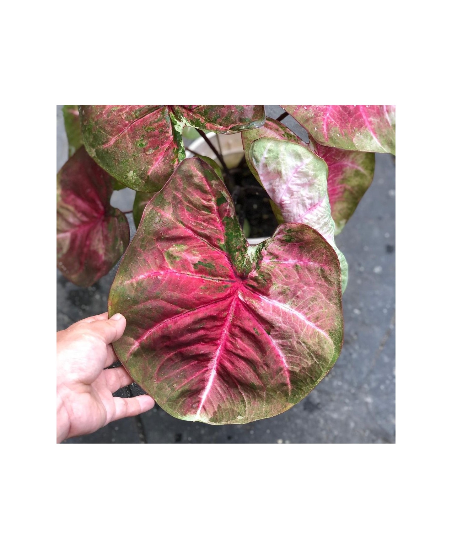 comprar muda de caladium Natália