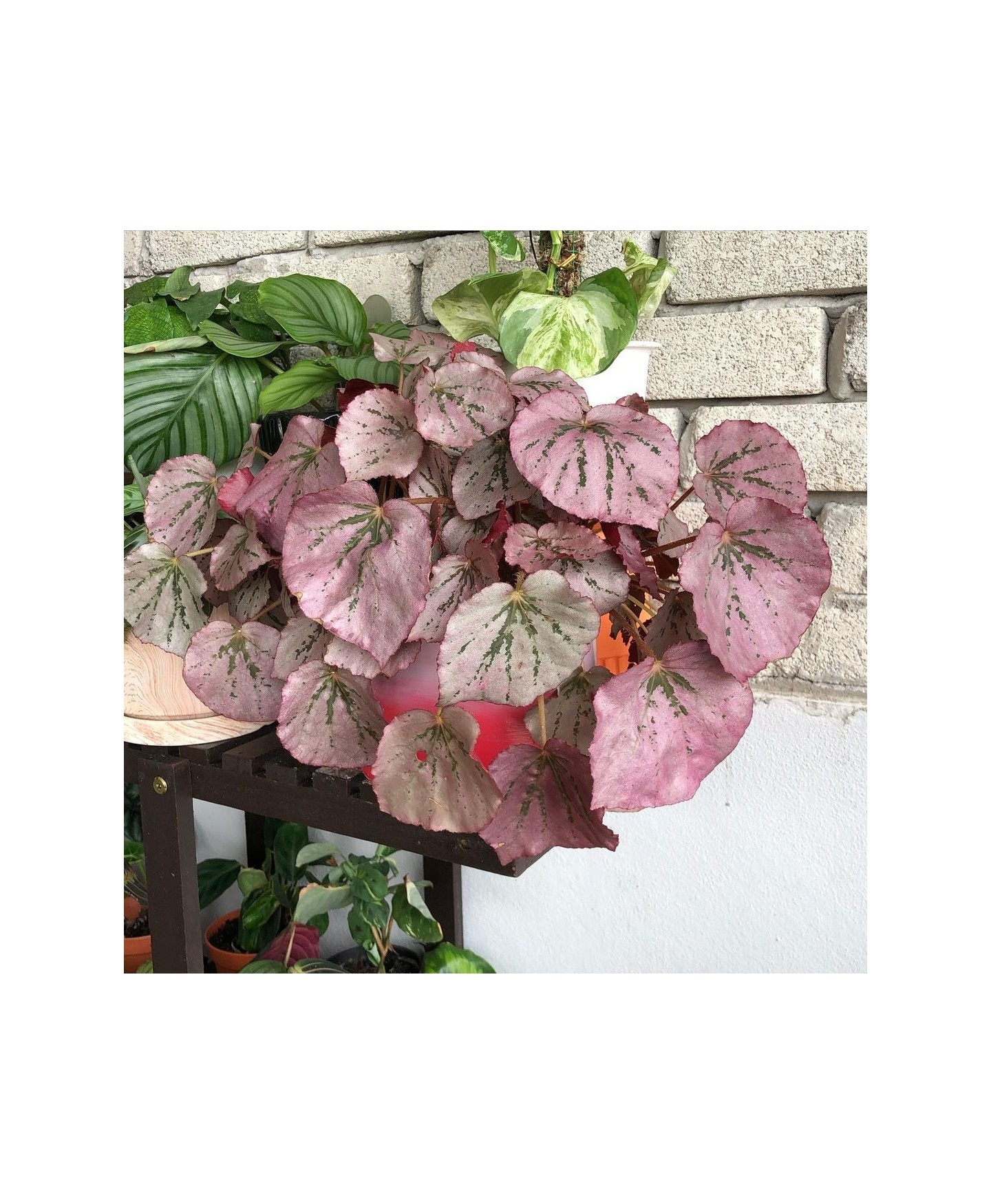 comprar muda de caladium Aline