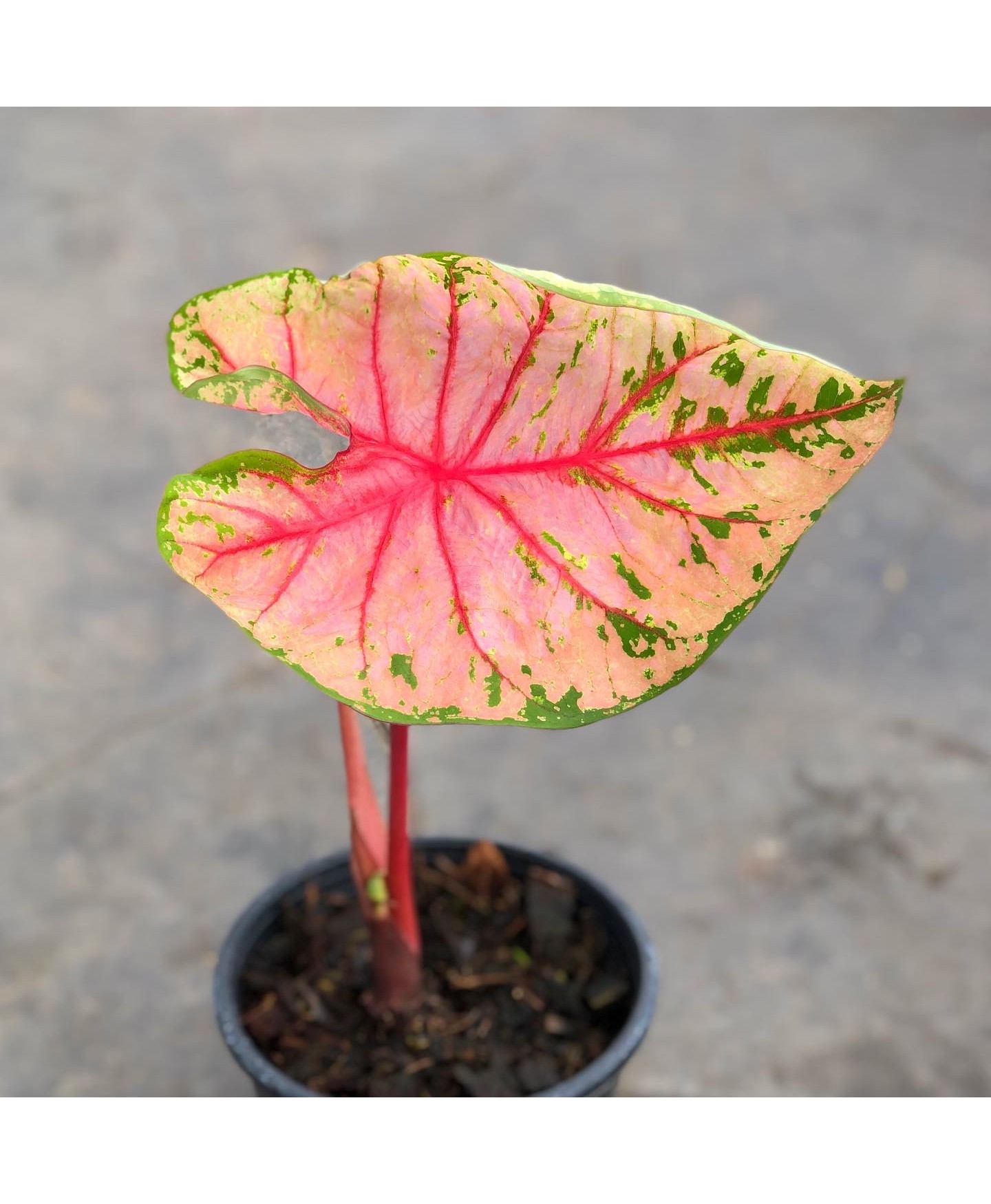 comprar muda de caladium Taís