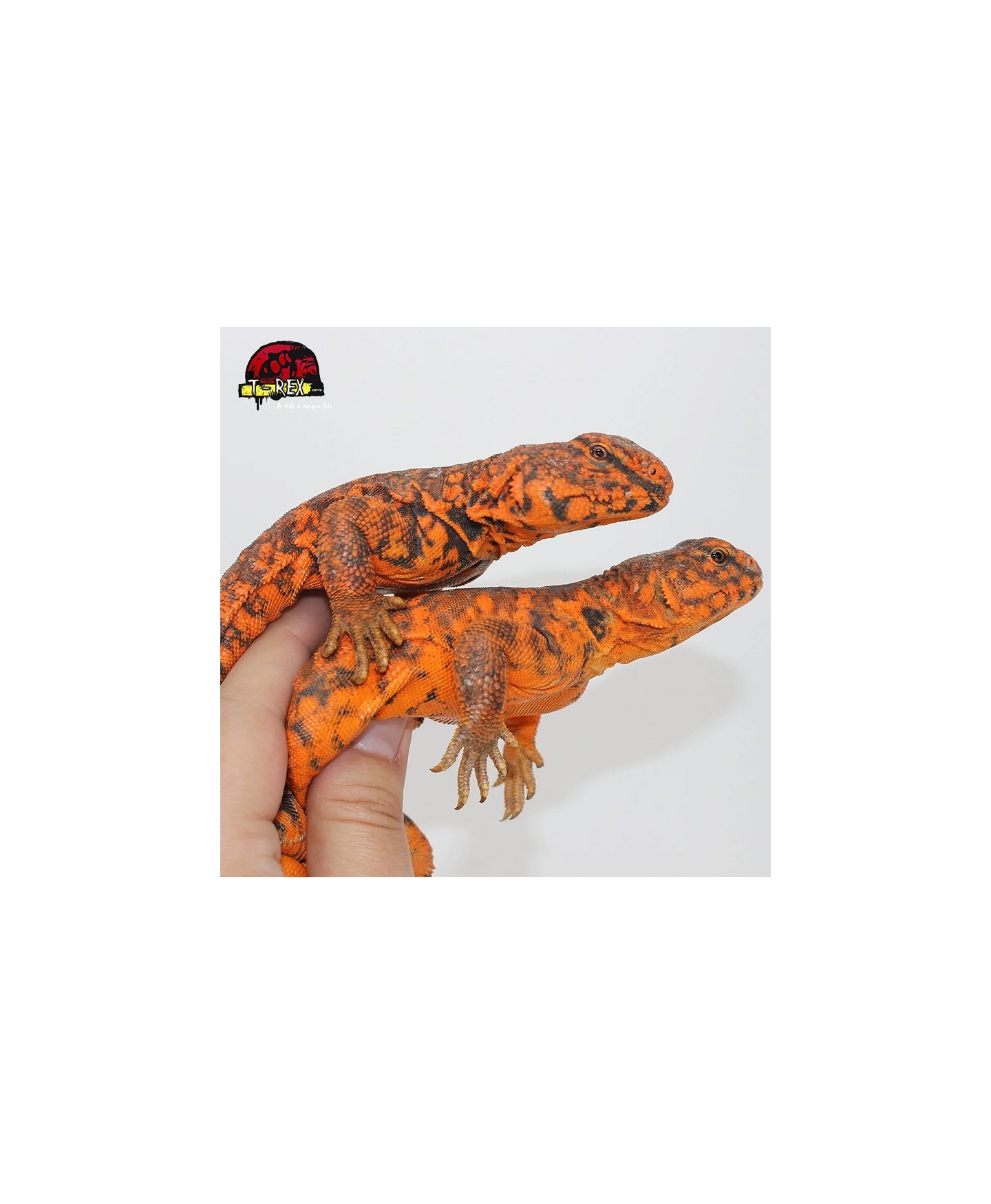 Répteis Uromastyx Legalizado