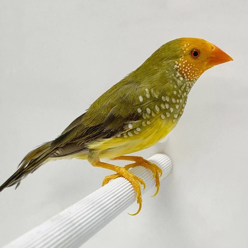 comprar passaro star finch