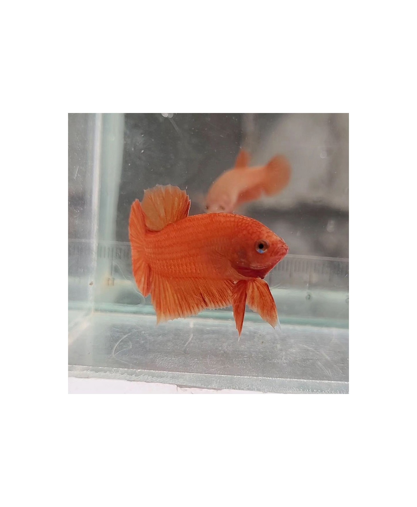 Peixe Betta de Linhagem
