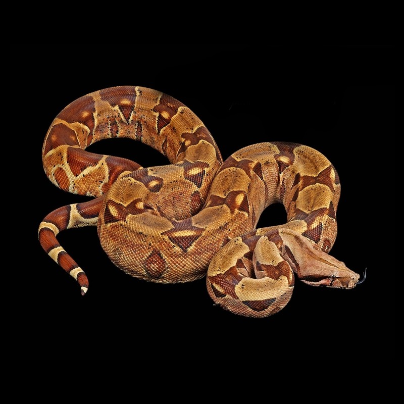 venda de cobra jiboia legalizada venda de cobra jiboia legalizada