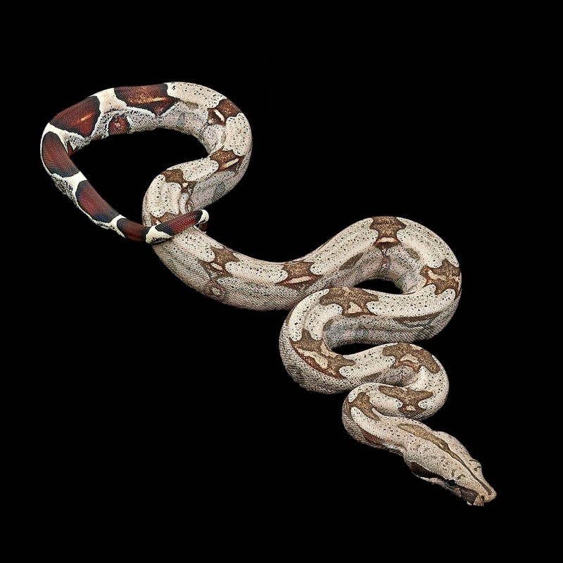 preço de cobra legalizada preço de cobra legalizada