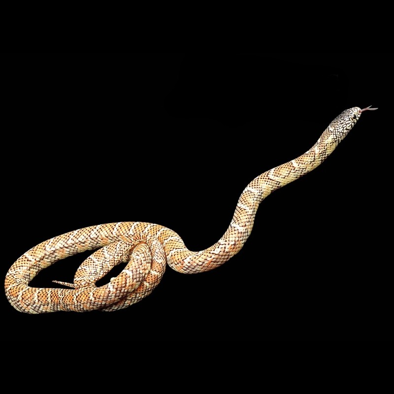 onde comprar cobra king snake onde comprar cobra king snake