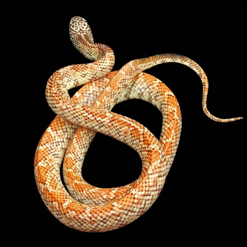 valor de cobra king snake valor de cobra king snake