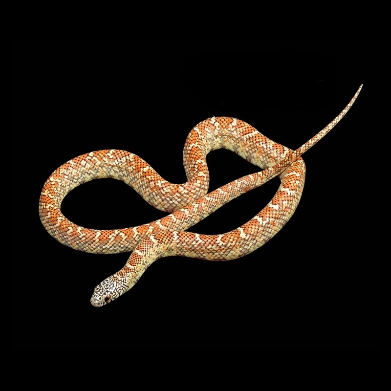 valor de cobra legalizada valor de cobra legalizada