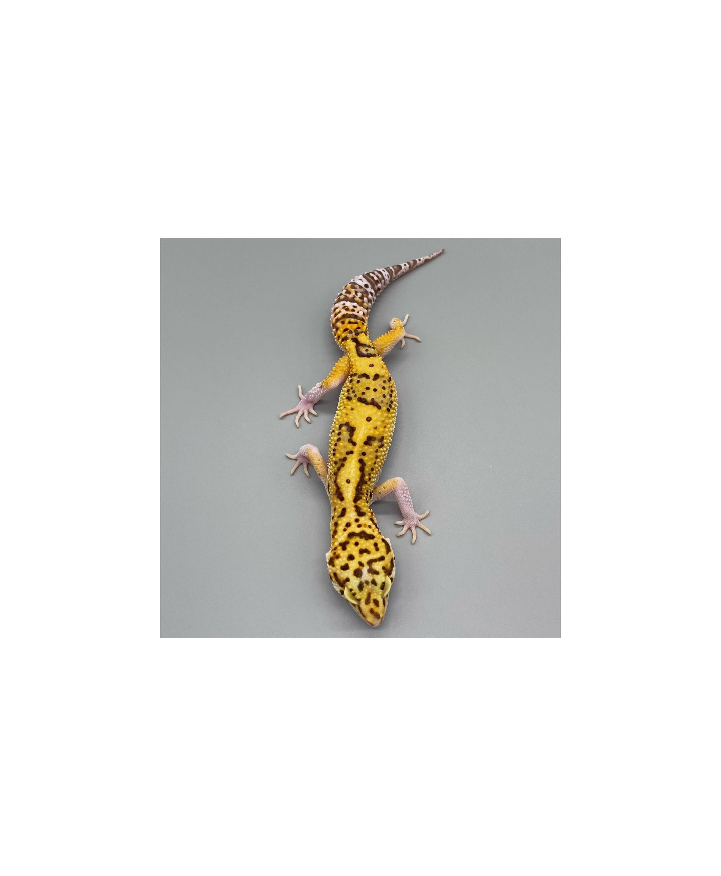 comprar Leopard Gecko Legalizado