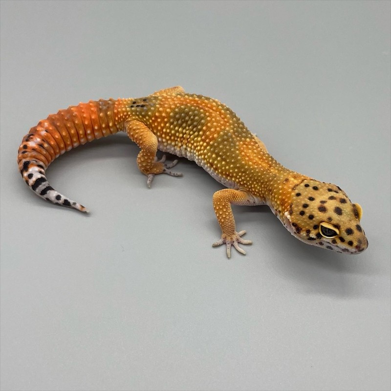 comprar gecko legalizado comprar gecko legalizado