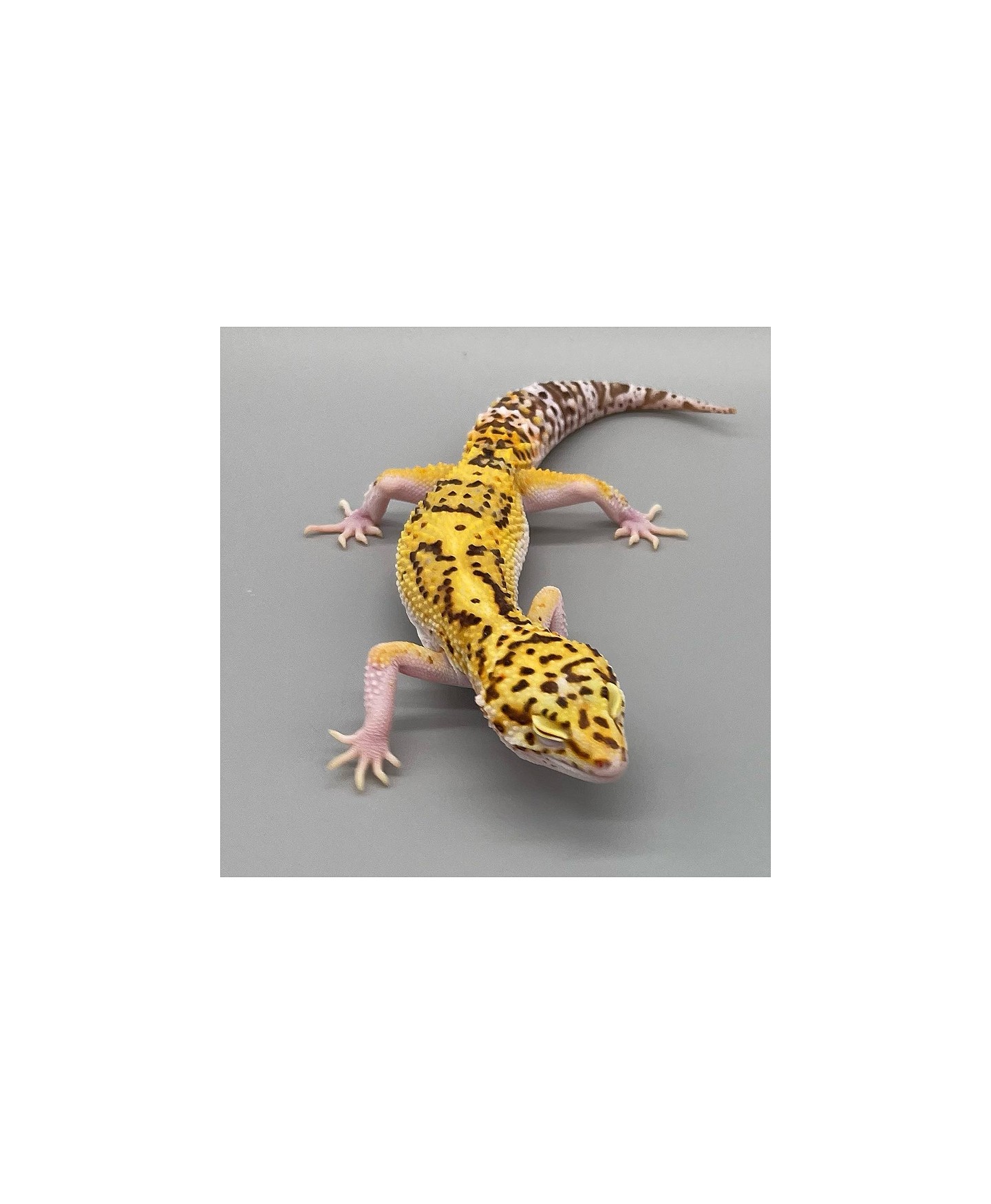preco Leopard Gecko Legalizado