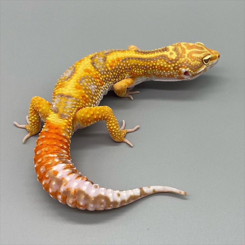 venda de leopard gecko brasil venda de leopard gecko brasil
