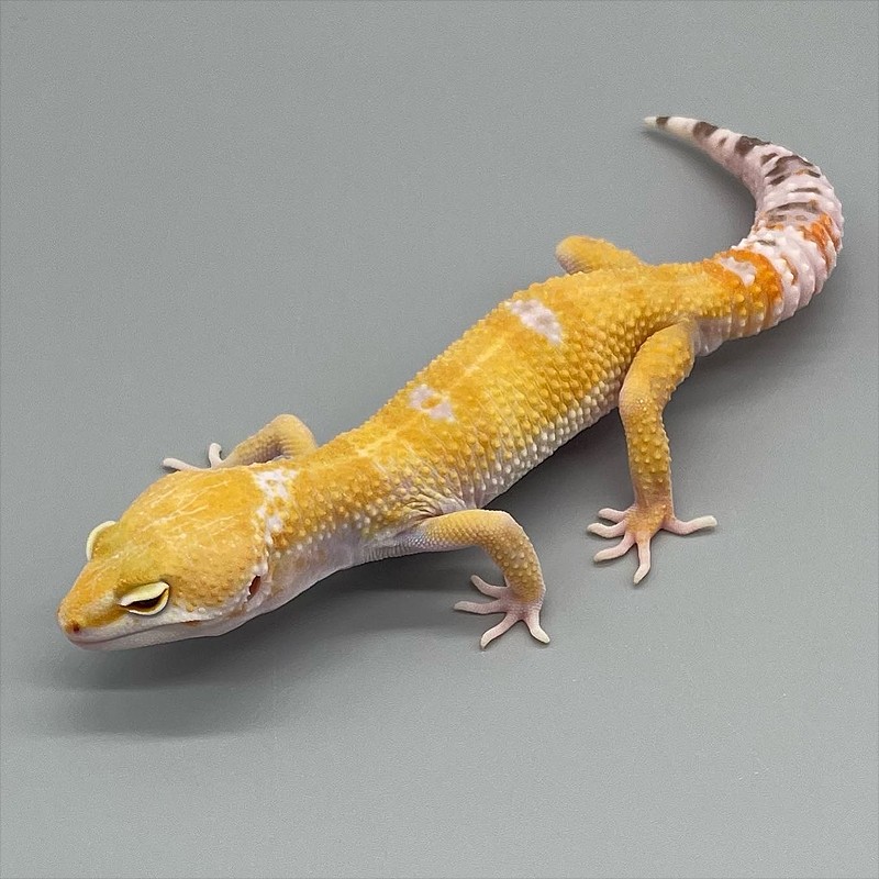 preco de gecko legalizado preco de gecko legalizado