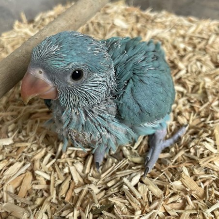 Filhote de Ring Neck Azul Macho