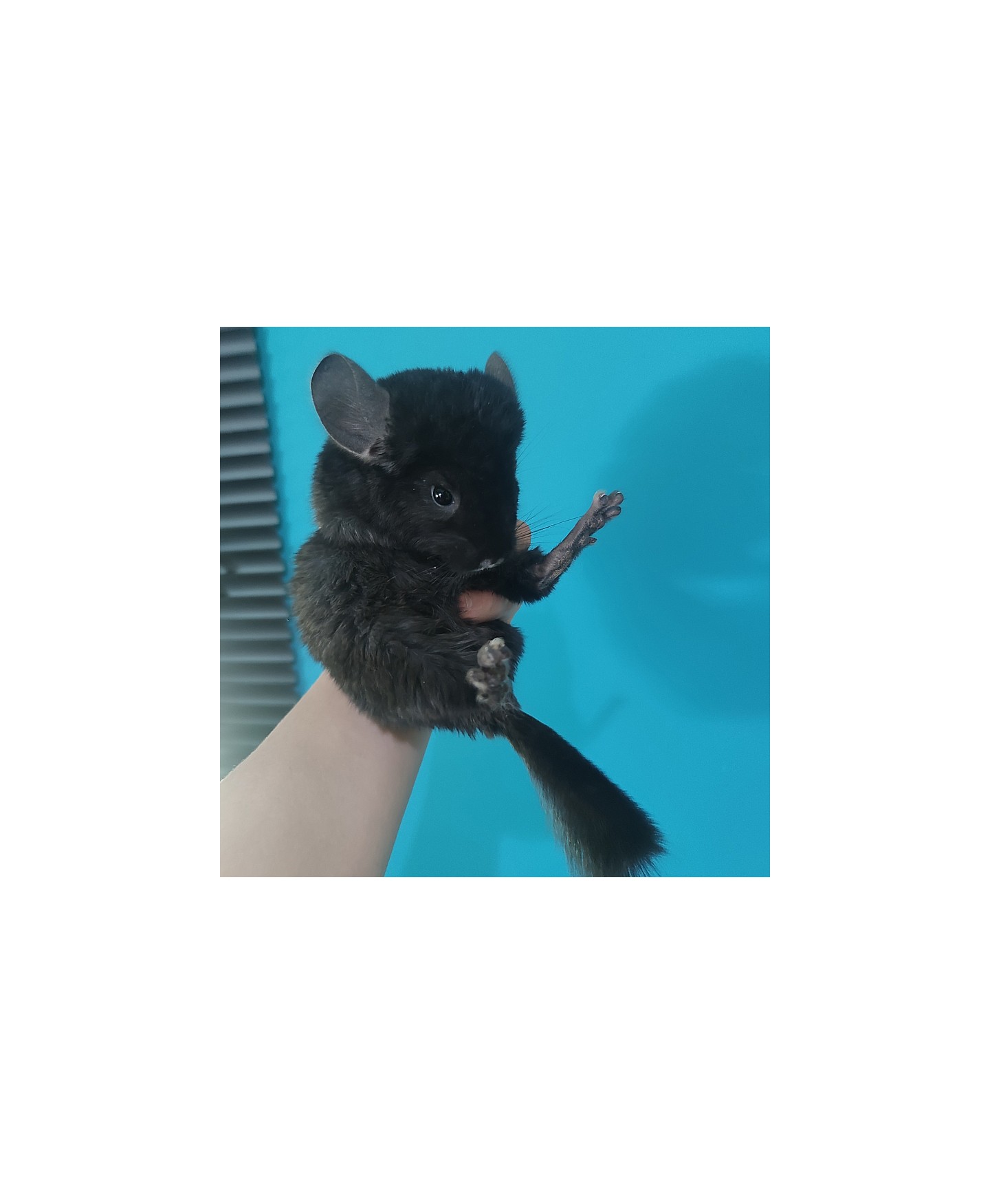 Filhote Chinchila Ebony Preto