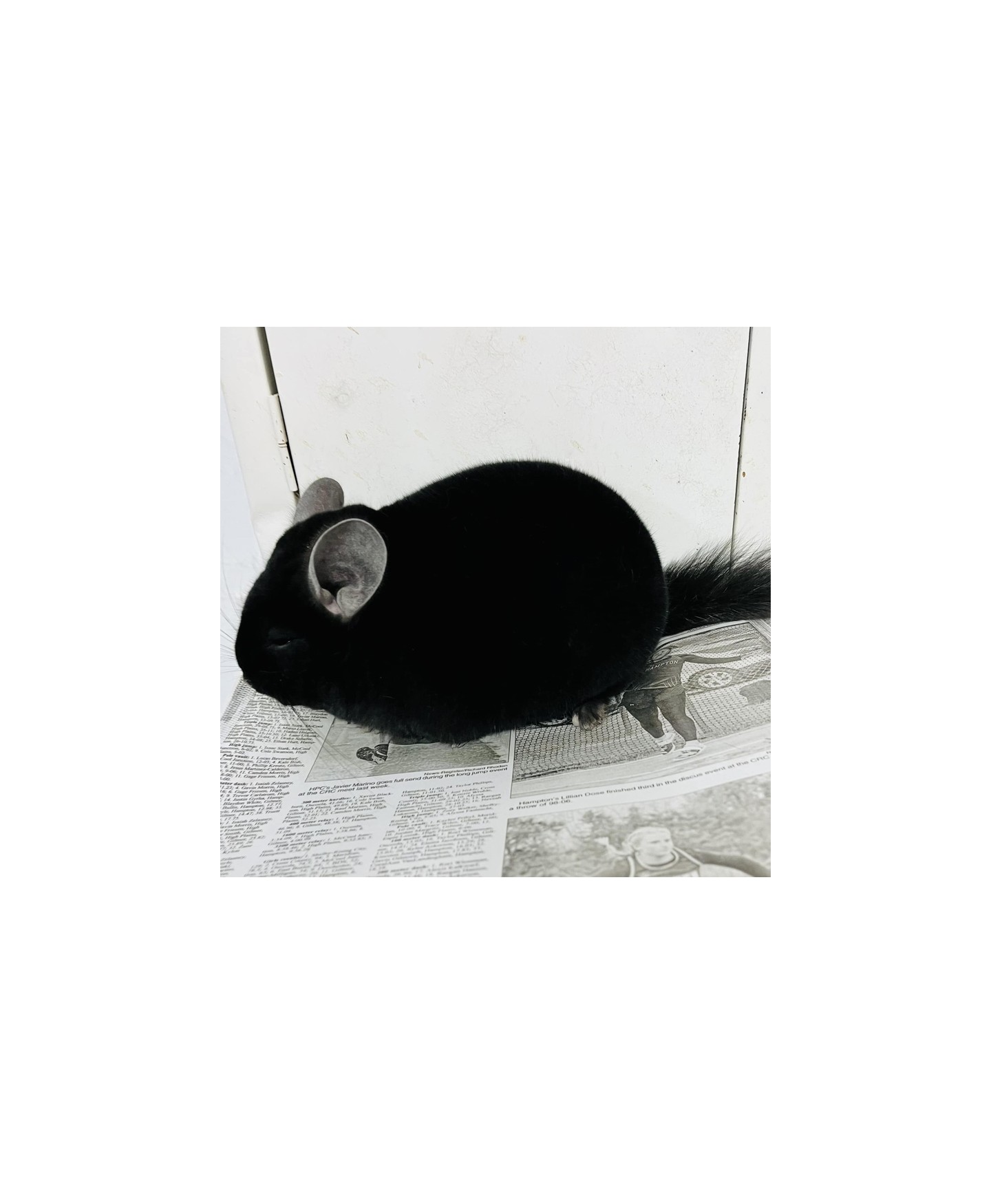 Chinchila Preto Extra Dark Ebony