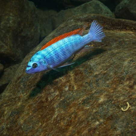 Peixe Ciclídeo Africano Red Top