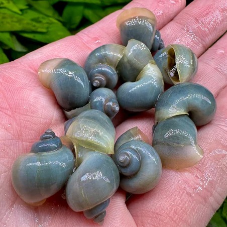 ampularia azul