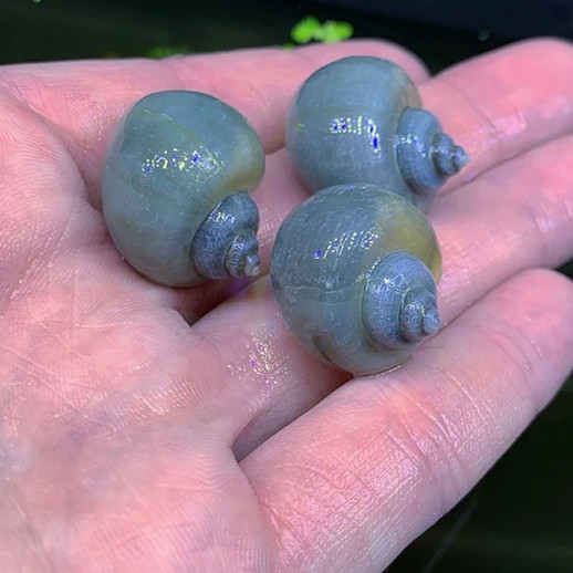 ampularias azuis a venda