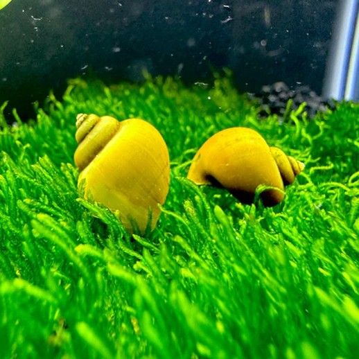 comprar caramujo ampularia