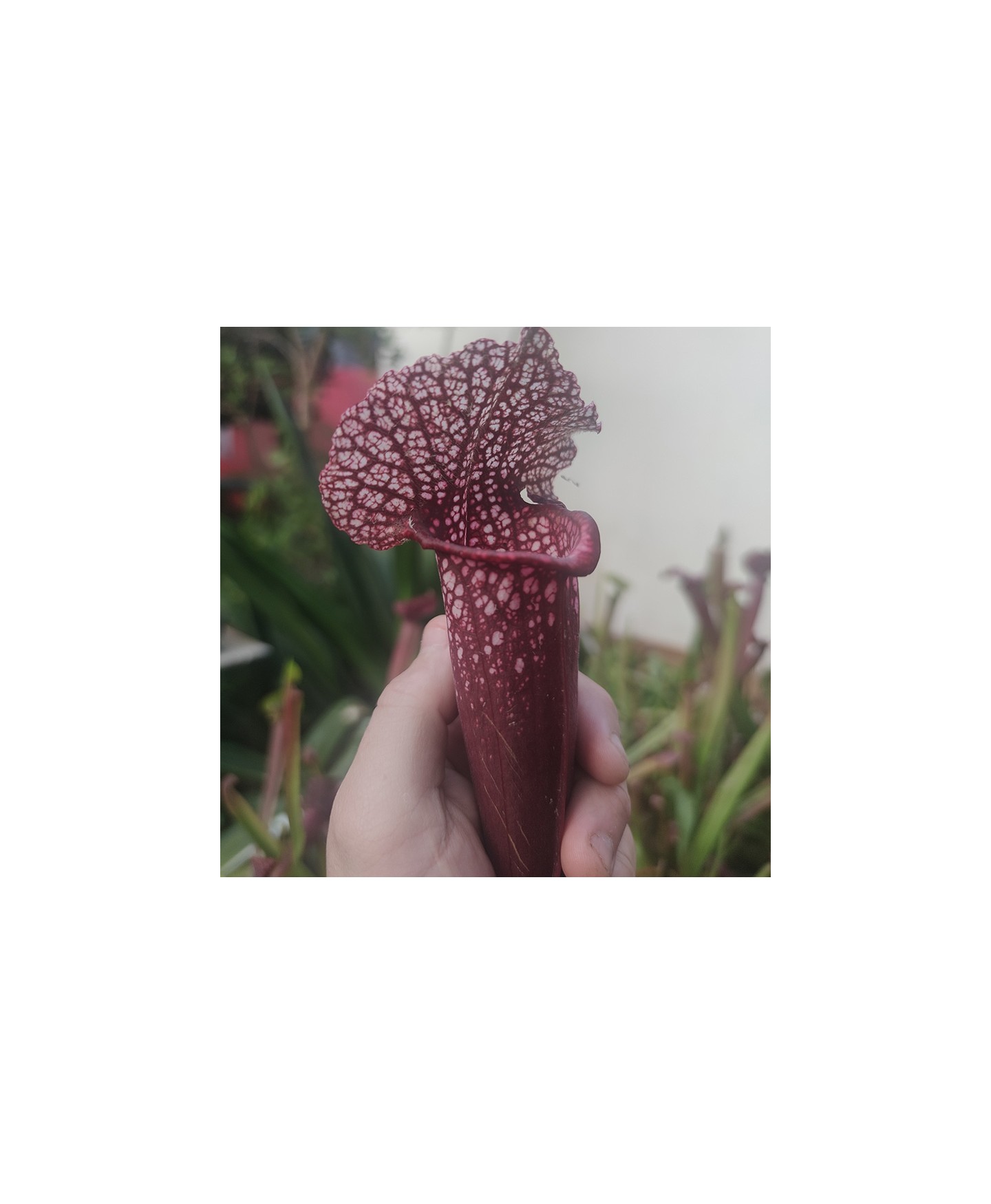 planta carnívora sarracenia vermelha
