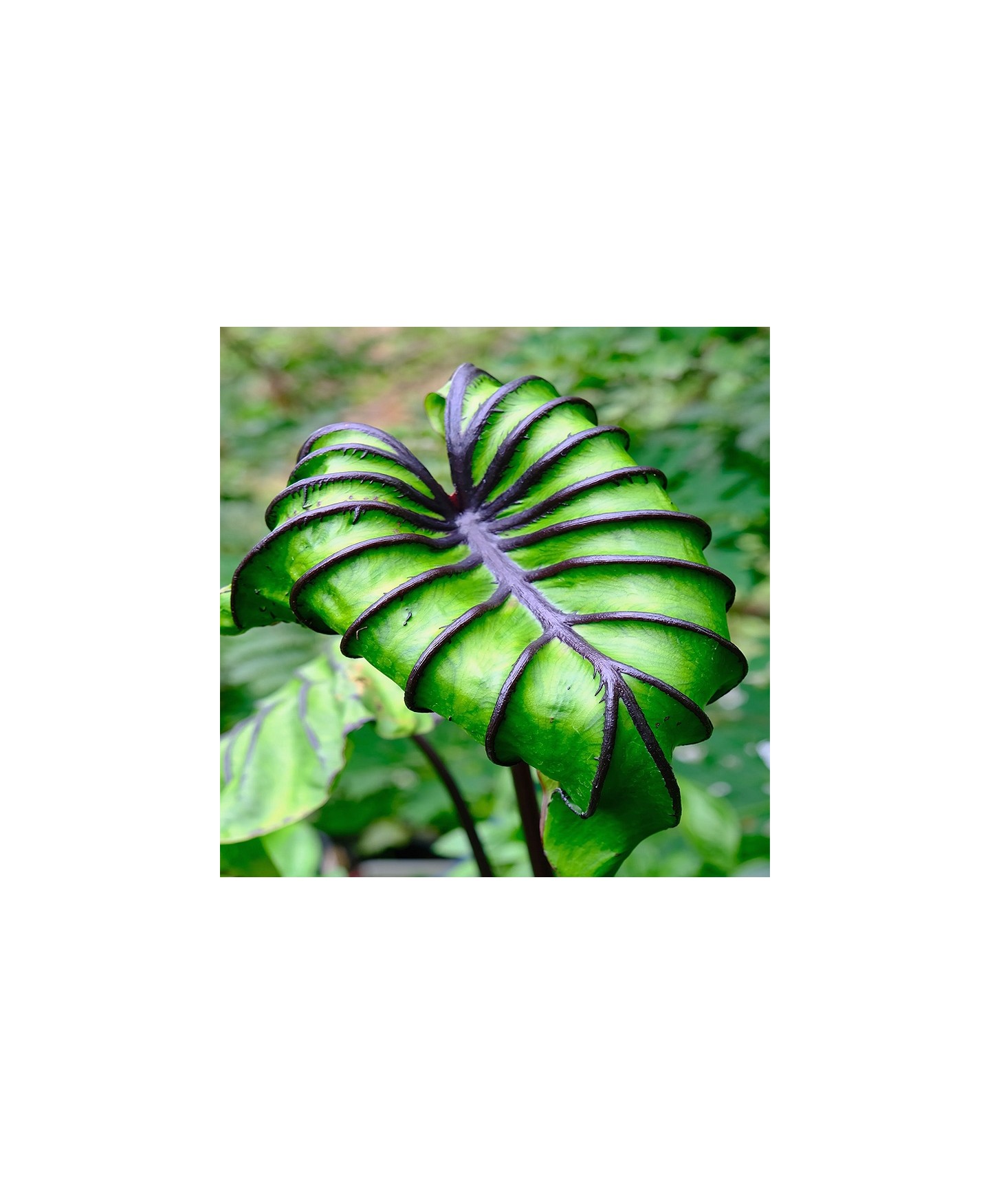 Comprar muda colocasia pharao mask