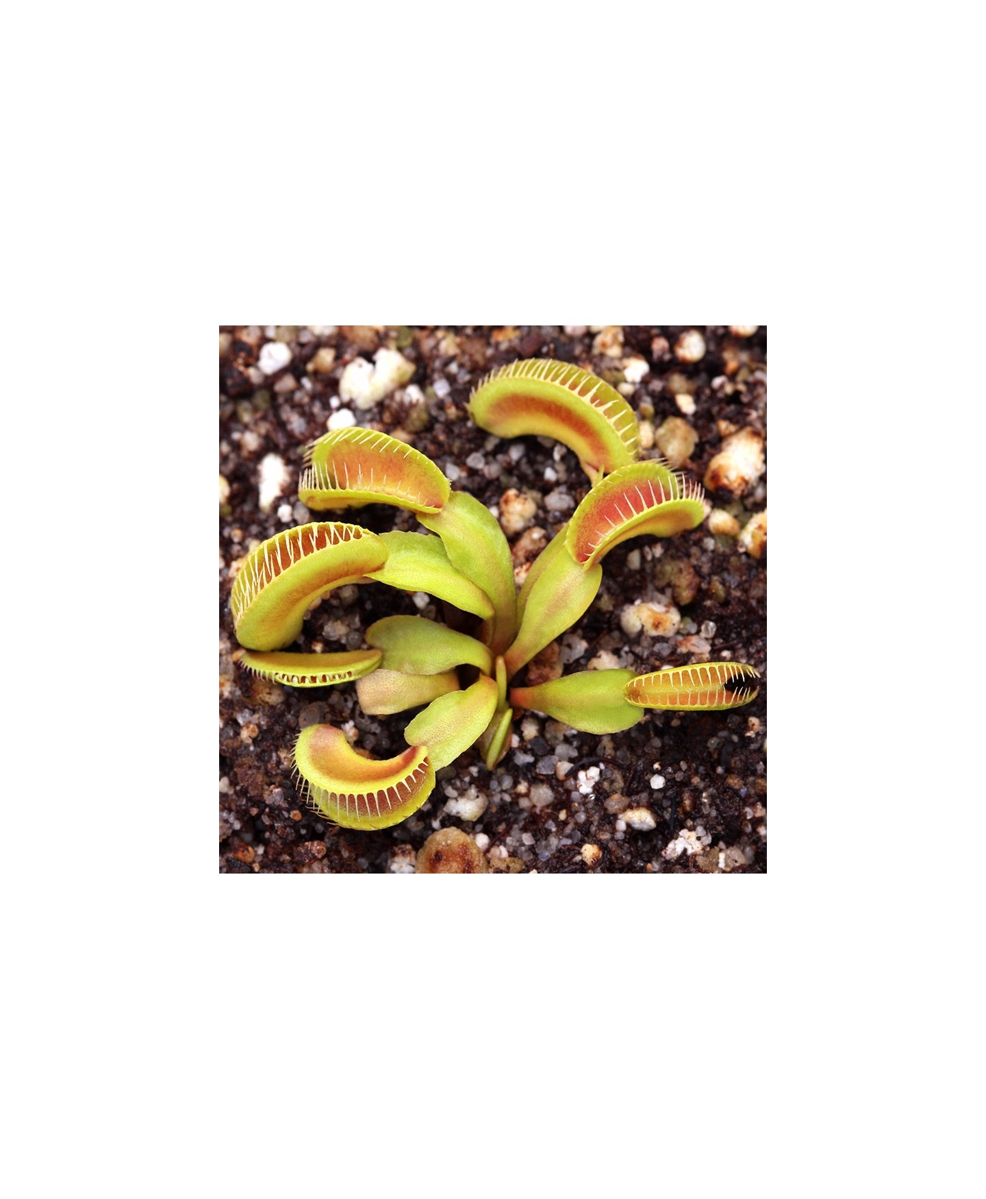 Planta Carnívora Alien