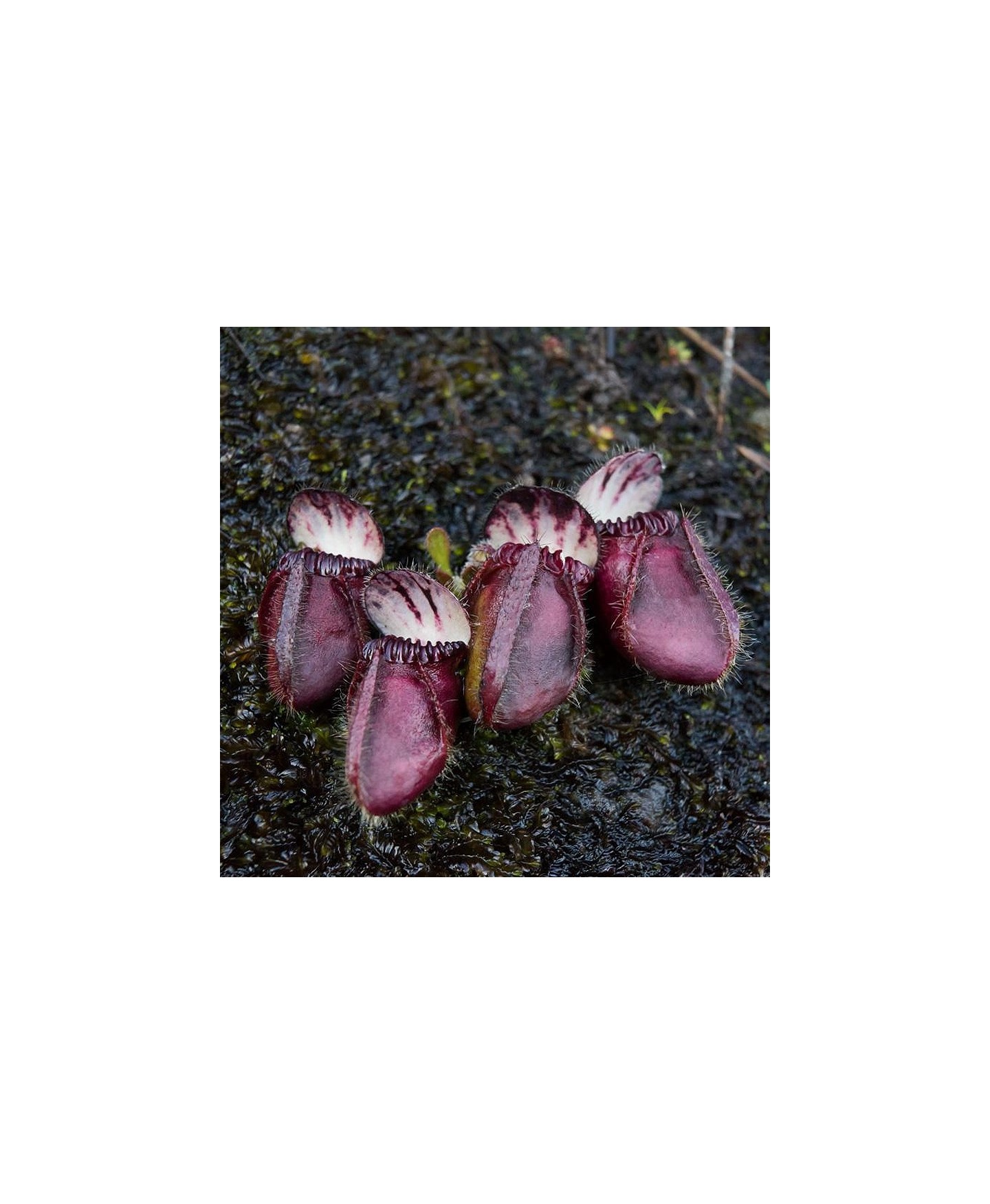 Planta Carnívora - Cephalotus follicularis Black