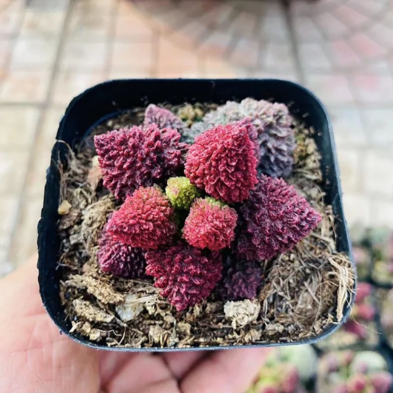 Rara Suculenta coral vermelha