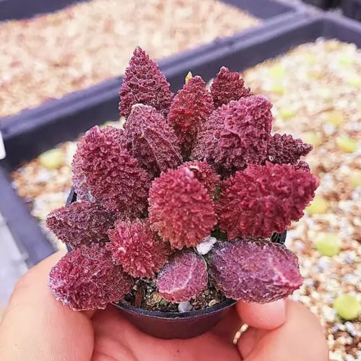 suculenta para colecionadores